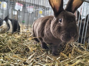 Peste 2000 de exemplare de iepuri, porumbei, găini și păsări exotice, la Expoziția regională „Cupa Moldovei”