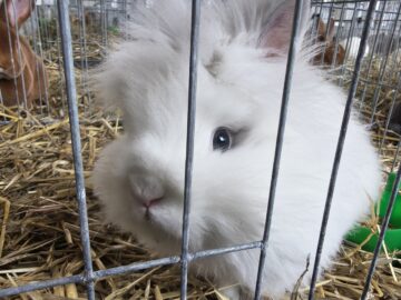 Peste 2000 de exemplare de iepuri, porumbei, găini și păsări exotice, la Expoziția regională „Cupa Moldovei”