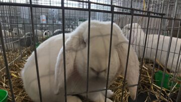 Peste 2000 de exemplare de iepuri, porumbei, găini și păsări exotice, la Expoziția regională „Cupa Moldovei”