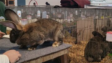 Peste 2000 de exemplare de iepuri, porumbei, găini și păsări exotice, la Expoziția regională „Cupa Moldovei”