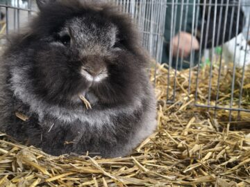 Peste 2000 de exemplare de iepuri, porumbei, găini și păsări exotice, la Expoziția regională „Cupa Moldovei”