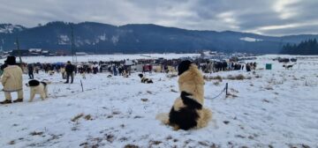 Gheorghe Șoldan după participarea la Parada Ciobănescului de Bucovina din Stulpicani: „Este un eveniment care arată tot ce are mai frumos Bucovina”