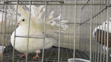 Peste 2000 de exemplare de iepuri, porumbei, găini și păsări exotice, la Expoziția regională „Cupa Moldovei”