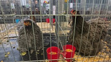 Peste 2000 de exemplare de iepuri, porumbei, găini și păsări exotice, la Expoziția regională „Cupa Moldovei”