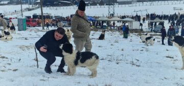 Gheorghe Șoldan după participarea la Parada Ciobănescului de Bucovina din Stulpicani: „Este un eveniment care arată tot ce are mai frumos Bucovina”