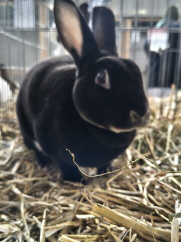 Peste 2000 de exemplare de iepuri, porumbei, găini și păsări exotice, la Expoziția regională „Cupa Moldovei”