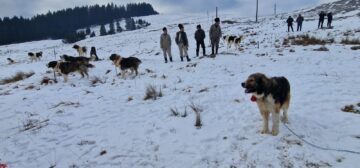 Gheorghe Șoldan după participarea la Parada Ciobănescului de Bucovina din Stulpicani: „Este un eveniment care arată tot ce are mai frumos Bucovina”