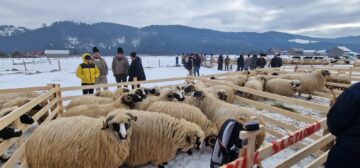 Gheorghe Șoldan după participarea la Parada Ciobănescului de Bucovina din Stulpicani: „Este un eveniment care arată tot ce are mai frumos Bucovina”