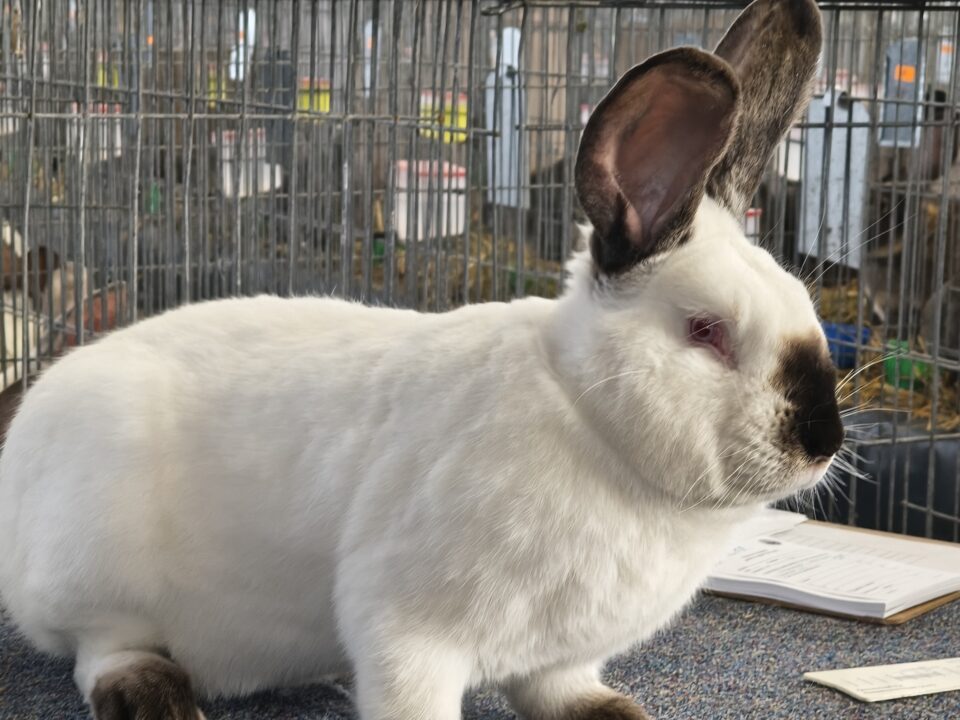 Peste 2000 de exemplare de iepuri, porumbei, găini și păsări exotice, la Expoziția regională „Cupa Moldovei”