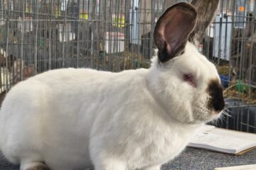 Peste 2000 de exemplare de iepuri, porumbei, găini și păsări exotice, la Expoziția regională „Cupa Moldovei”