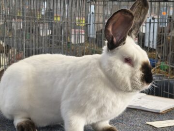 Peste 2000 de exemplare de iepuri, porumbei, găini și păsări exotice, la Expoziția regională „Cupa Moldovei”