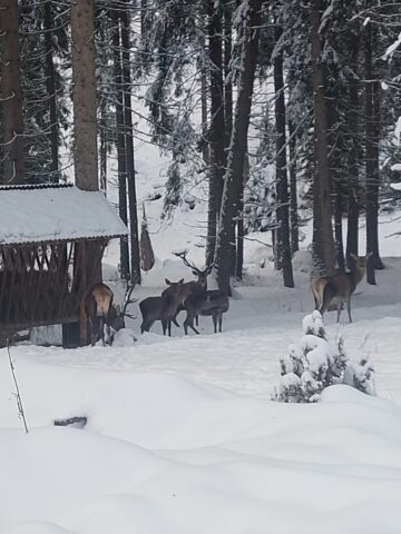 Peste 800 de tone de hrană și 50 de tone de sare, furnizate de silvicultori animalelor sălbatice din pădurile Sucevei