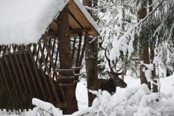 Peste 800 de tone de hrană și 50 de tone de sare, furnizate de silvicultori animalelor sălbatice din pădurile Sucevei