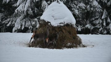Peste 800 de tone de hrană și 50 de tone de sare, furnizate de silvicultori animalelor sălbatice din pădurile Sucevei