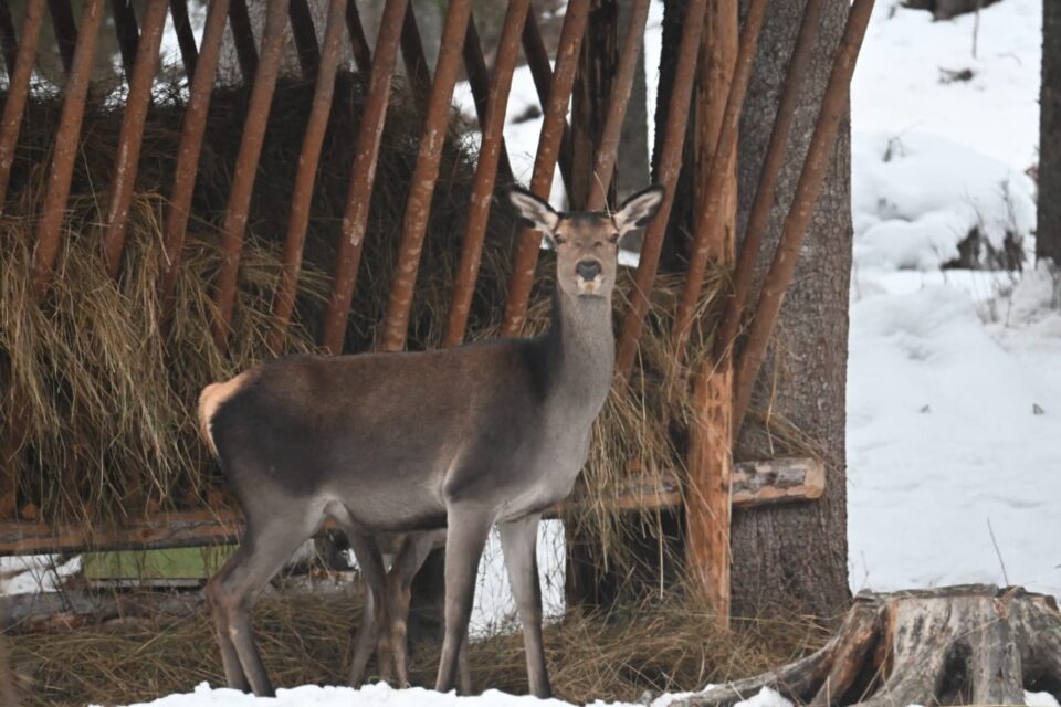 Peste 800 de tone de hrană și 50 de tone de sare, furnizate de silvicultori animalelor sălbatice din pădurile Sucevei