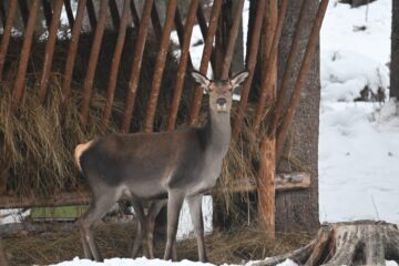 Peste 800 de tone de hrană și 50 de tone de sare, furnizate de silvicultori animalelor sălbatice din pădurile Sucevei