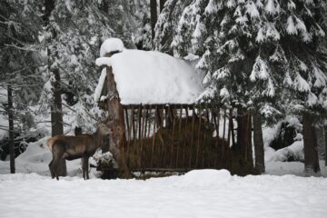 Peste 800 de tone de hrană și 50 de tone de sare, furnizate de silvicultori animalelor sălbatice din pădurile Sucevei