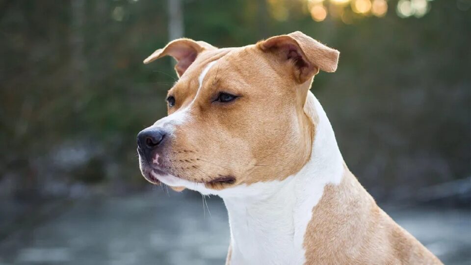 Câine rasa Amstaff
