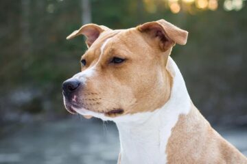 Câine rasa Amstaff