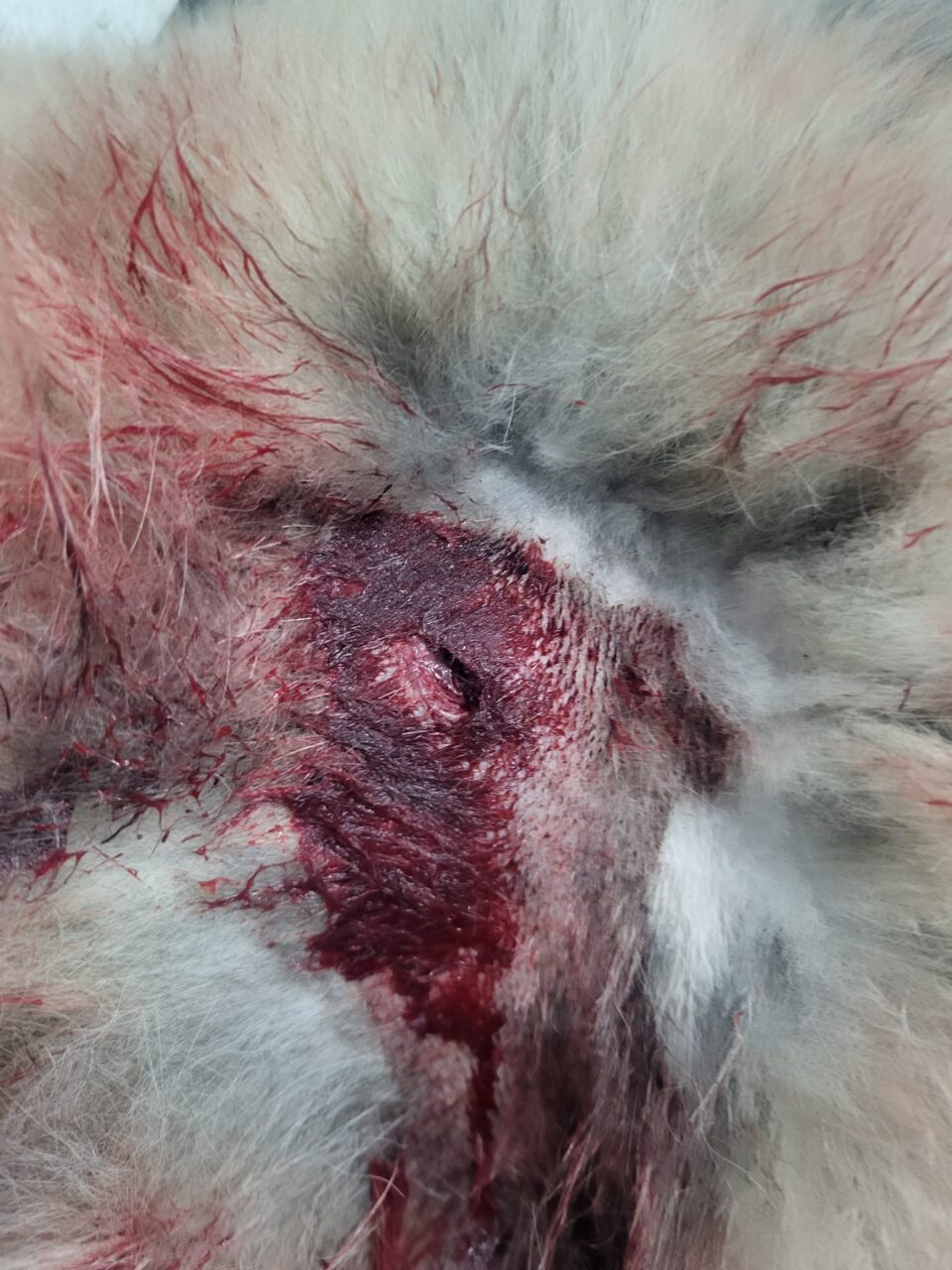 Câine ciobănesc, împușcat mortal de un vânător care apoi și-a abandonat arma