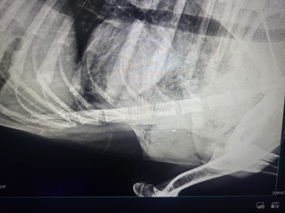 Câine ciobănesc, împușcat mortal de un vânător care apoi și-a abandonat arma