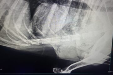 Câine ciobănesc, împușcat mortal de un vânător care apoi și-a abandonat arma