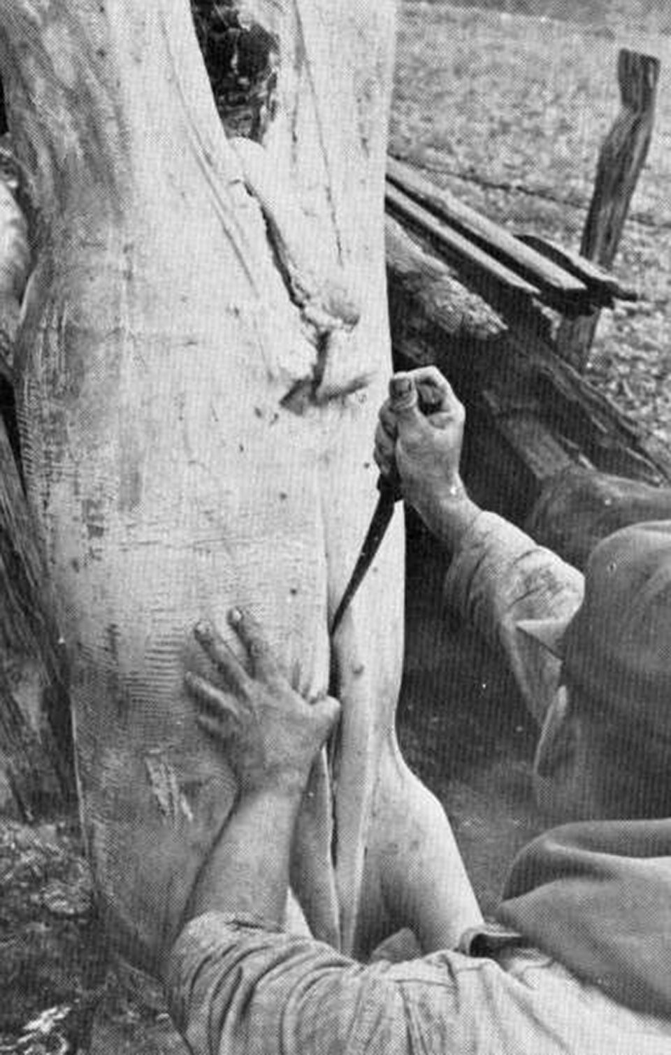 „Fabrica română-austriacă de gunoiu artificial din Siret”