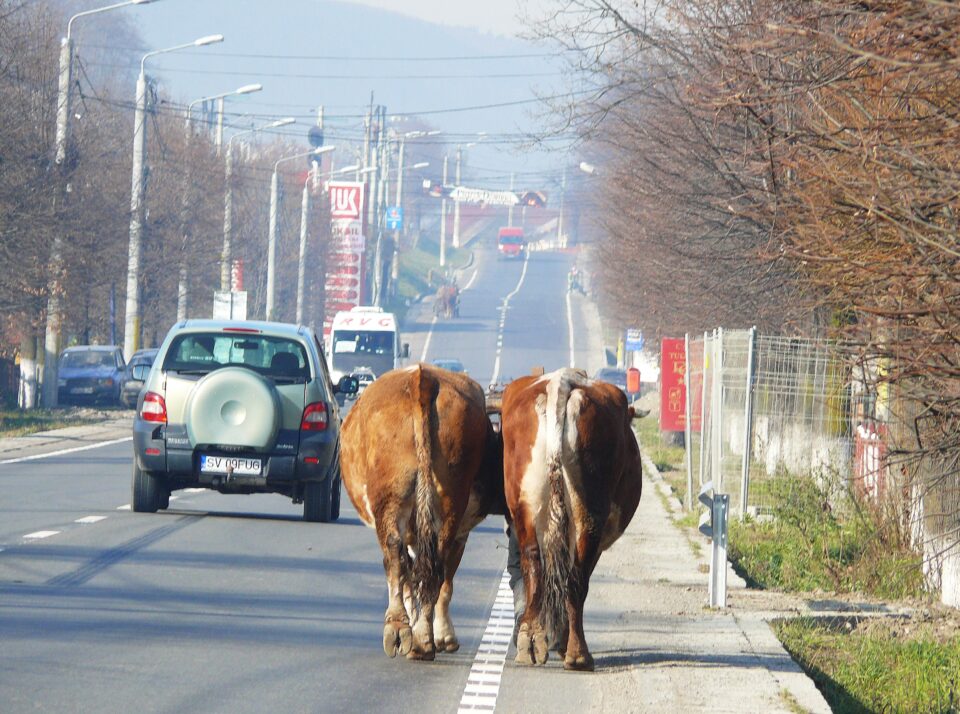Triada sumbră și aproapele: cel de toate… silele