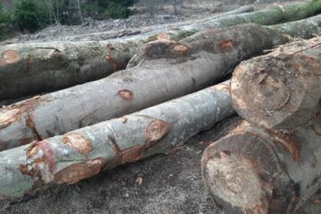 Doi afaceriști care au dat șpagă unui comisar de la Garda Forestieră Suceava au preferat să dea totul în vileag