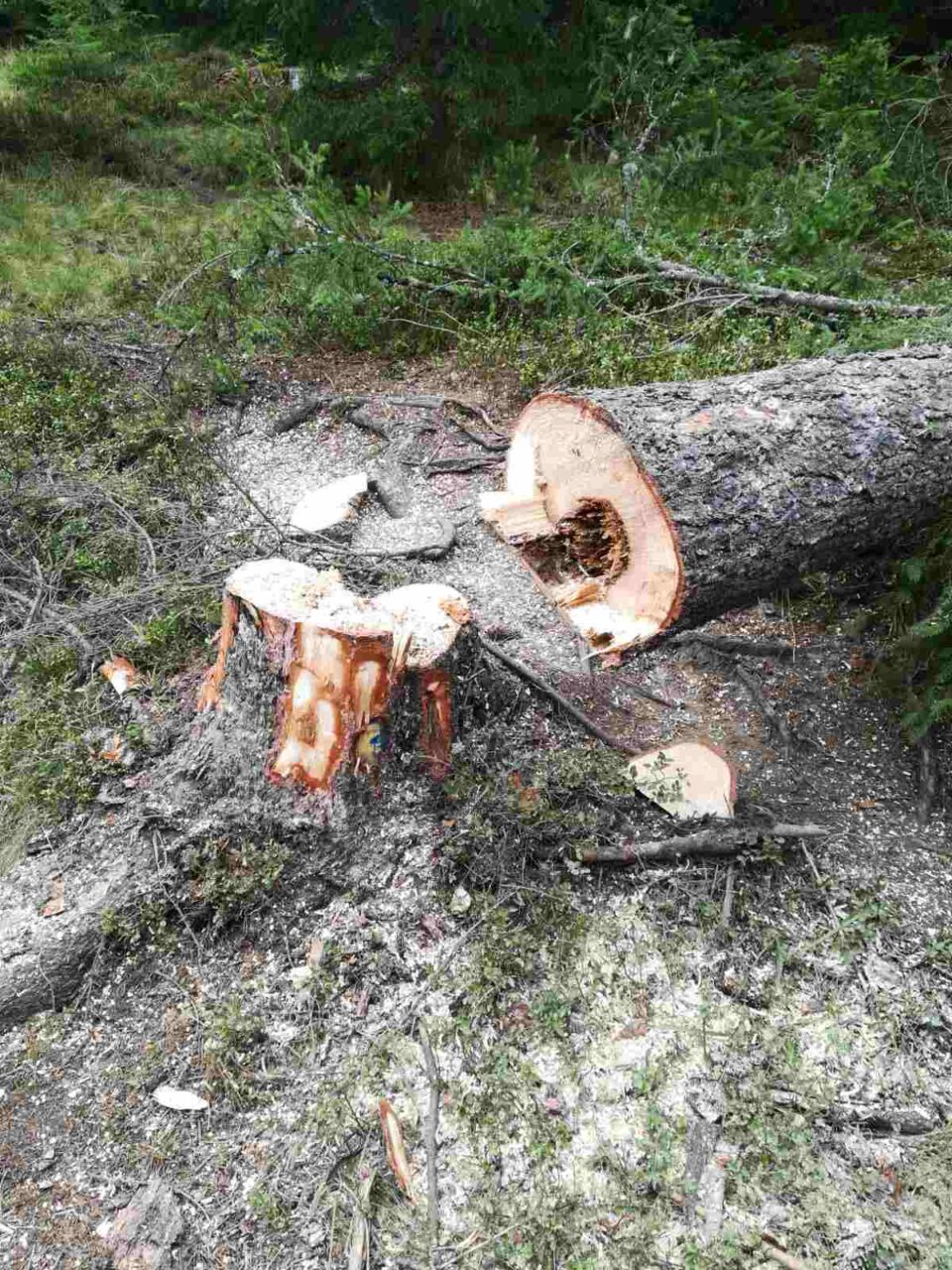 Sute de controale ale Gărzii Forestiere Suceava Personalul Gărzii Forestiere Suceava a efectuat 139 de controale privind respectarea regimului silvicfondul forestier, online, dar și la drumul auto