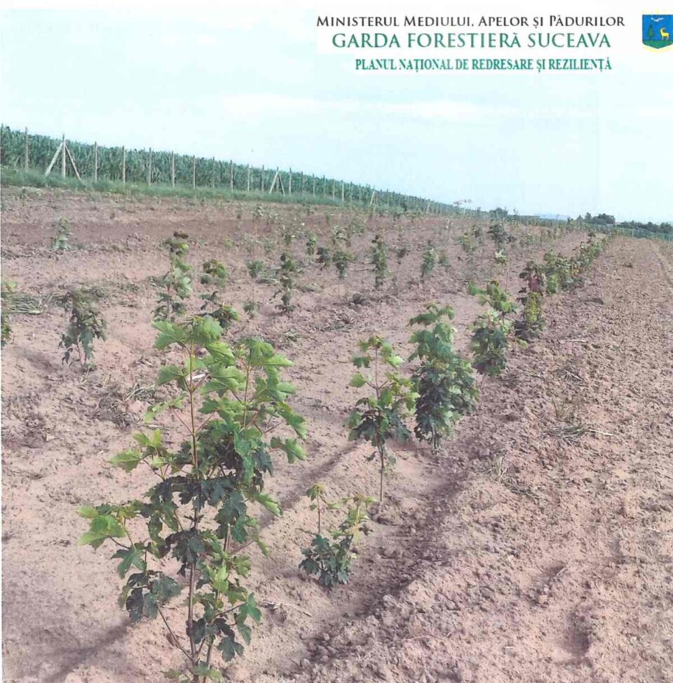 Controale la ”prima împădurire”