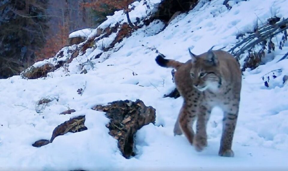 Exemplar de râs, în Călimani Exemplar de râs, în Călimani