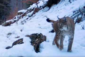 Exemplar de râs, în Călimani Exemplar de râs, în Călimani