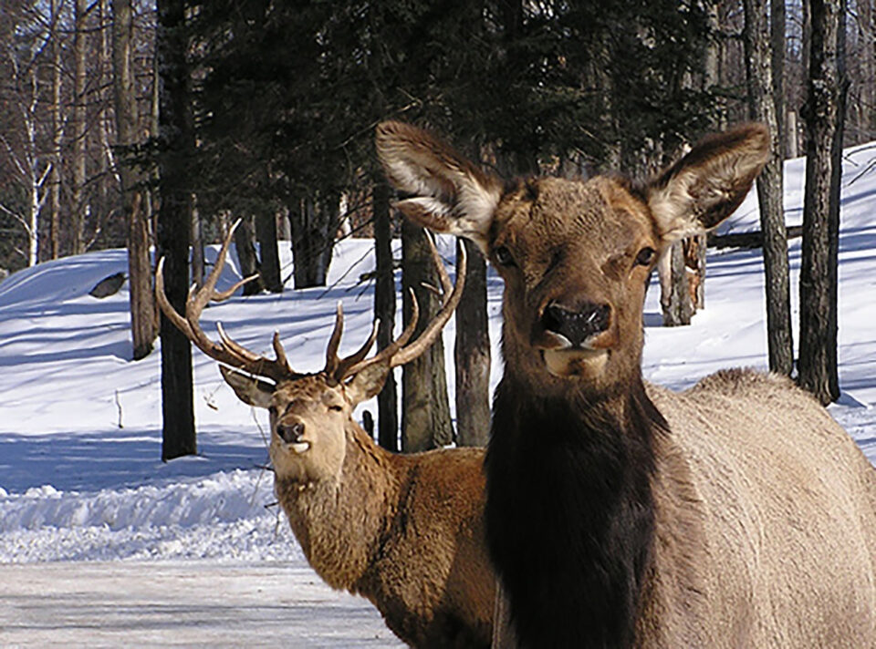 „Acţiuni de ocrotire a vînatului tînăr”