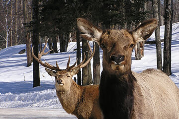„Acţiuni de ocrotire a vînatului tînăr”