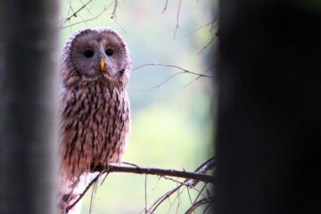Despre protest și capitalism