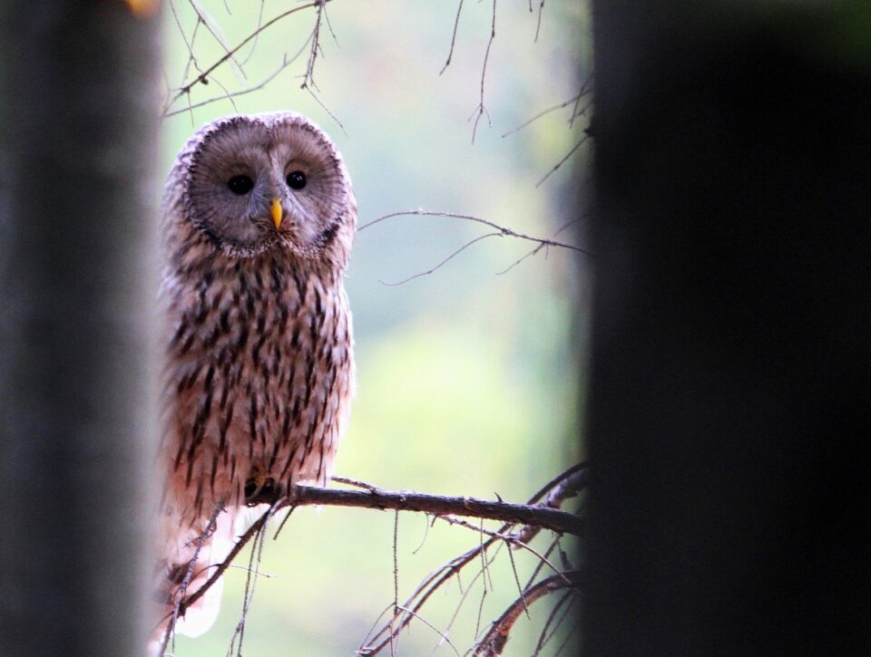 Despre protest și capitalism