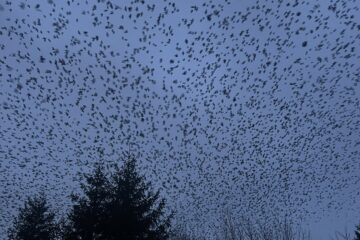 Ciorile au înfrânt autoritățile din Suceava și au colonizat deplin orașul