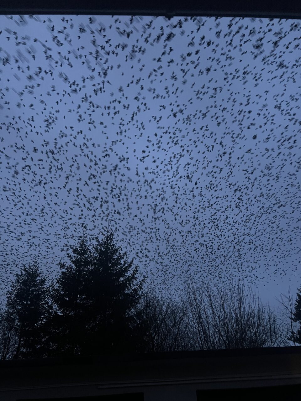 Ciorile au înfrânt autoritățile din Suceava și au colonizat deplin orașul