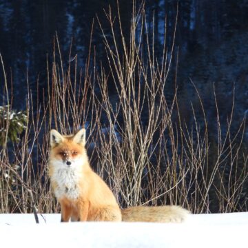 Animalele din pădure, prezente la rondul de dimineață, la Ocolul Silvic Pojorâta