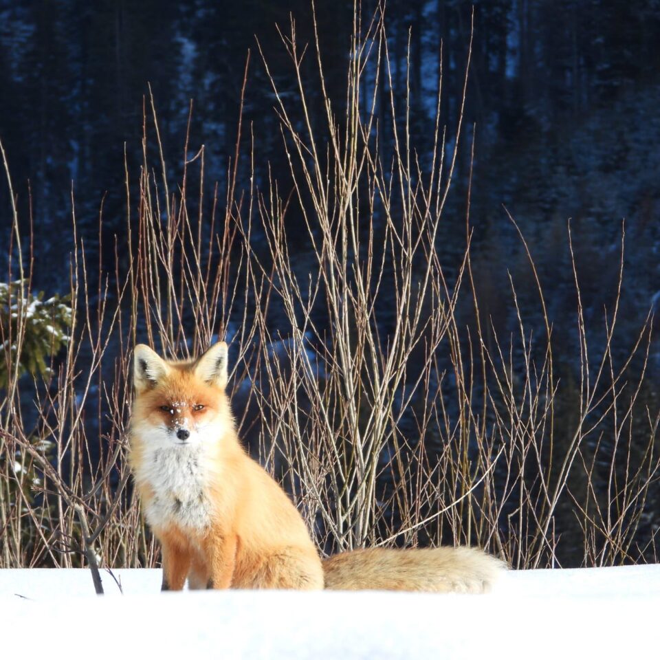 Animalele din pădure, prezente la rondul de dimineață, la Ocolul Silvic Pojorâta