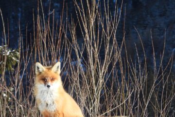 Animalele din pădure, prezente la rondul de dimineață, la Ocolul Silvic Pojorâta