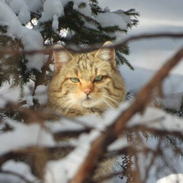 Animalele din pădure, prezente la rondul de dimineață, la Ocolul Silvic Pojorâta