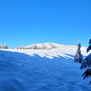 Animalele din pădure, prezente la rondul de dimineață, la Ocolul Silvic Pojorâta