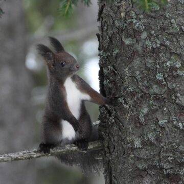 Animalele din pădure, prezente la rondul de dimineață, la Ocolul Silvic Pojorâta