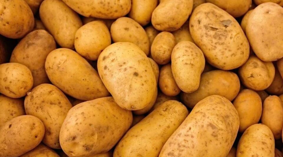 Oficiul Fitosanitar Suceava avertizează: reguli stricte pentru producerea și comercializarea cartofilor