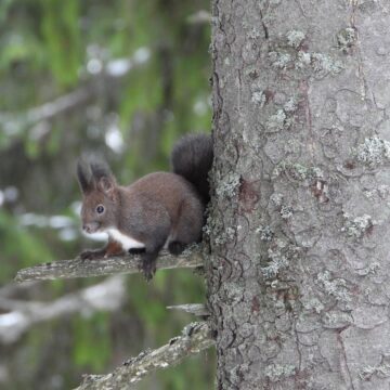 Animalele din pădure, prezente la rondul de dimineață, la Ocolul Silvic Pojorâta