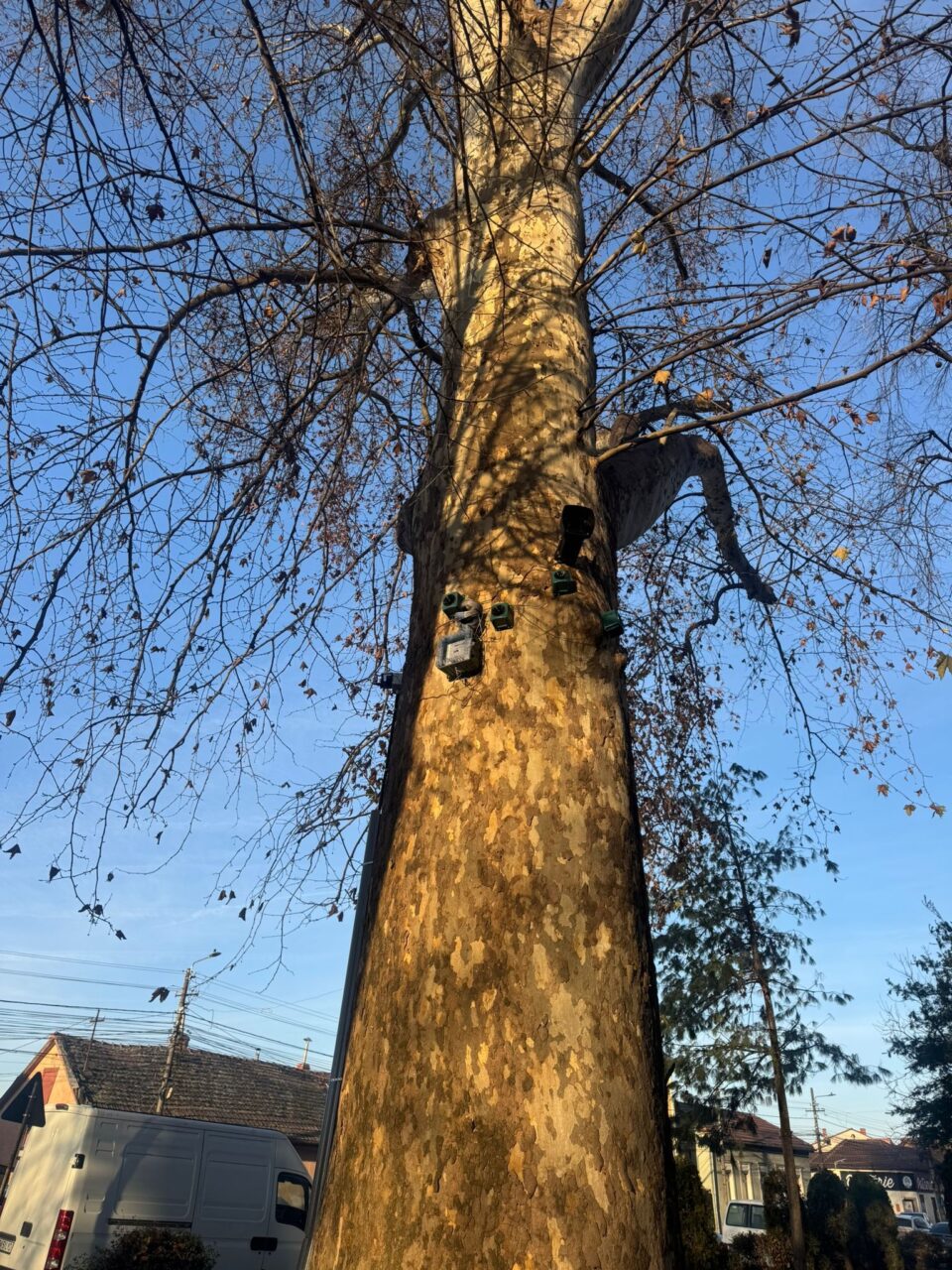 Două parcuri mari au fost eliberate de ciori cu un sistem de ultrasunete și lasere