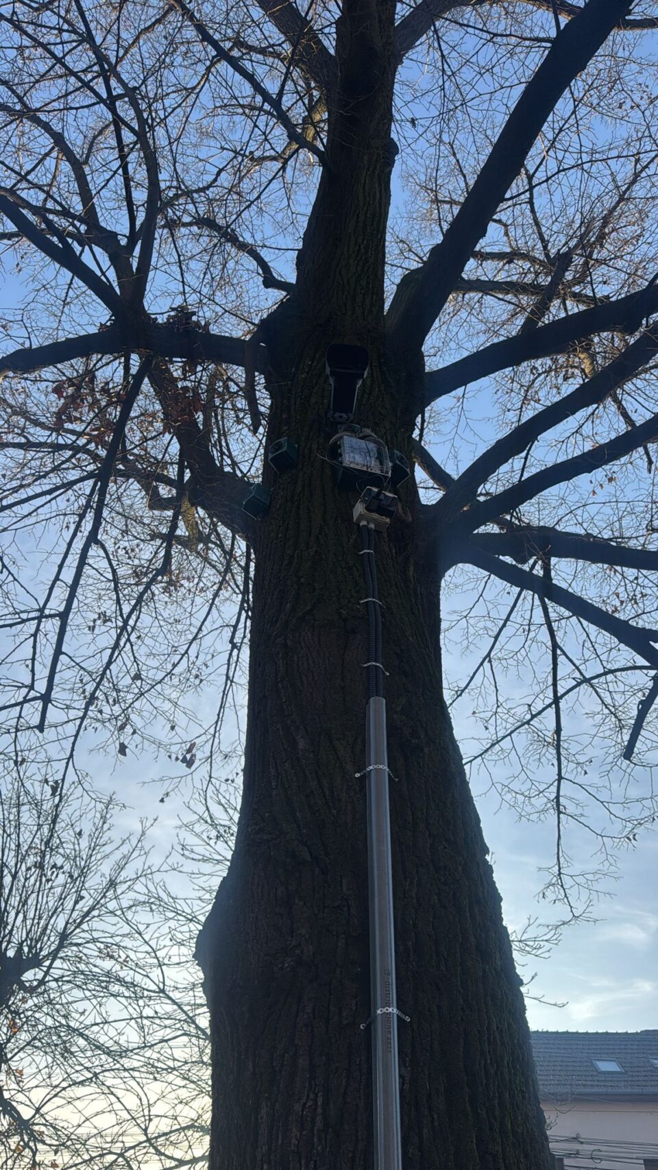 Două parcuri mari au fost eliberate de ciori cu un sistem de ultrasunete și lasere