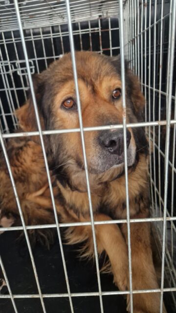 Patru câini din adăpostul ororilor de la Suraia au fost preluați la Suceava, de Casa lui Patrocle